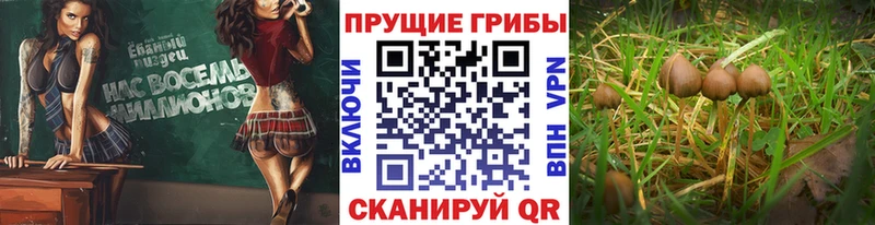 нарко площадка телеграм omg сайт Маркс купить Псилоцибиновые грибы Psilocybine cubensis